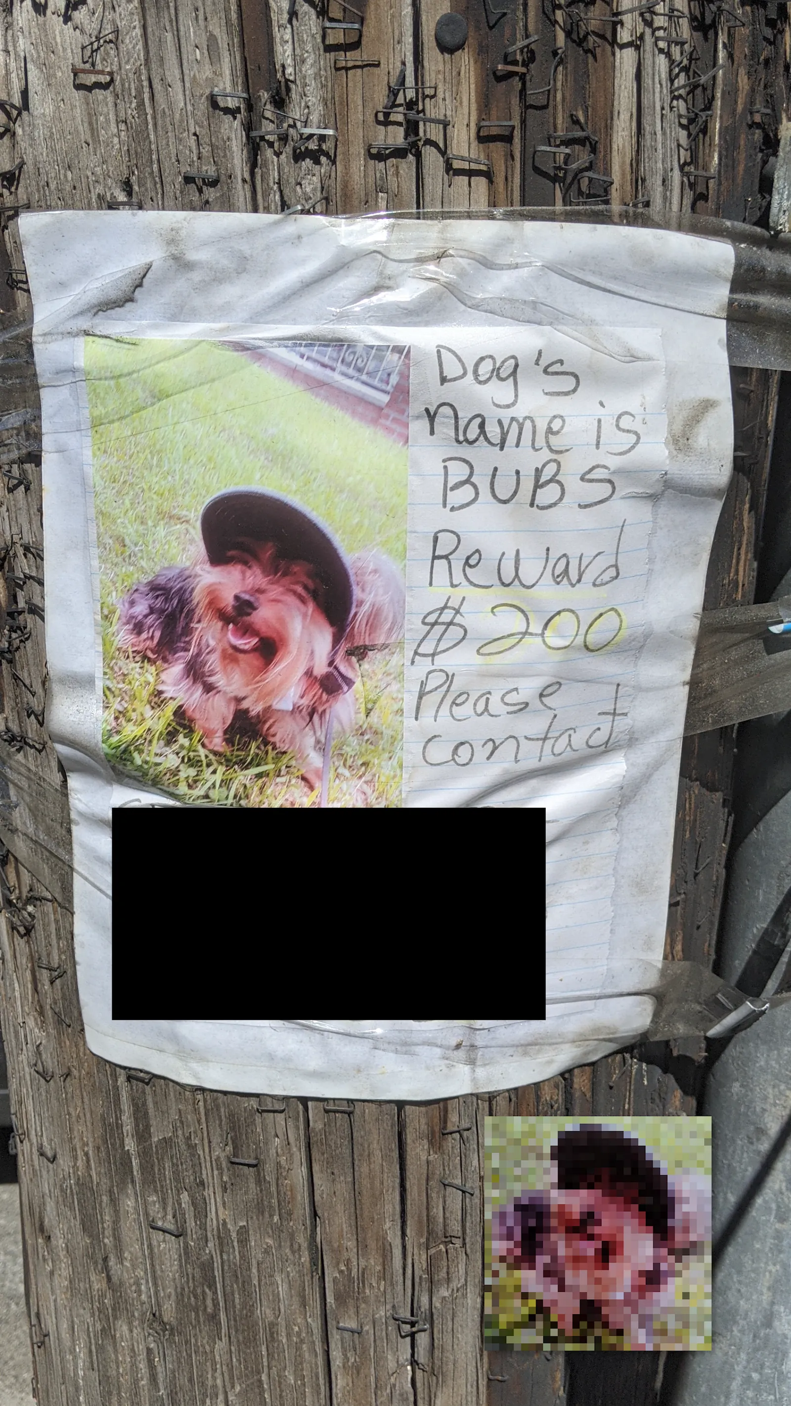 Bubs