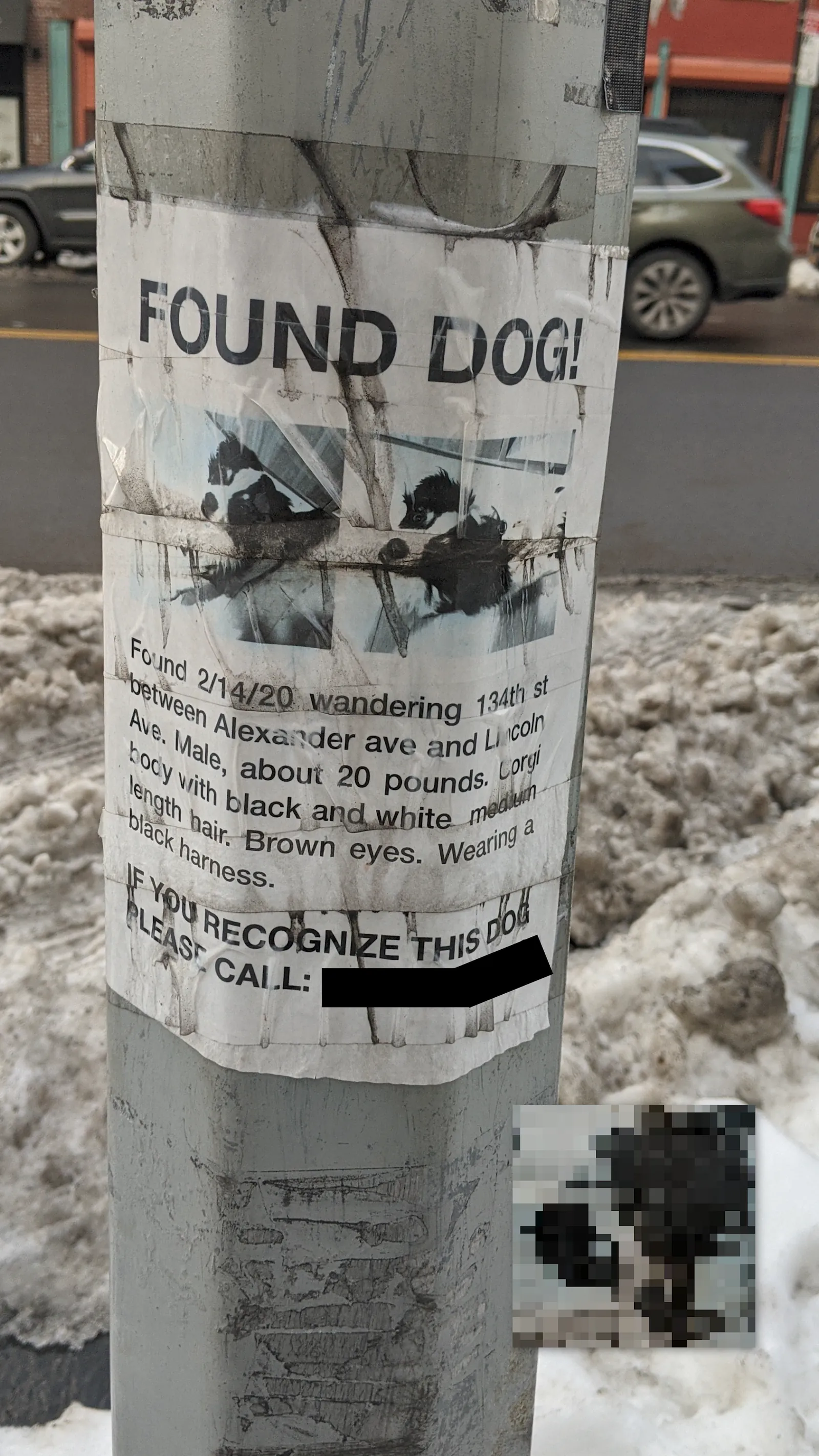 Found Corgi