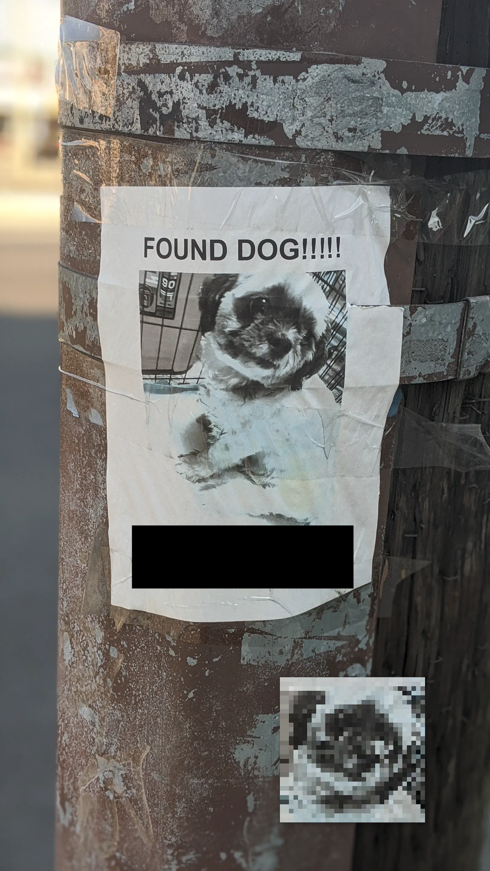 Found Maltese Shih Tzu