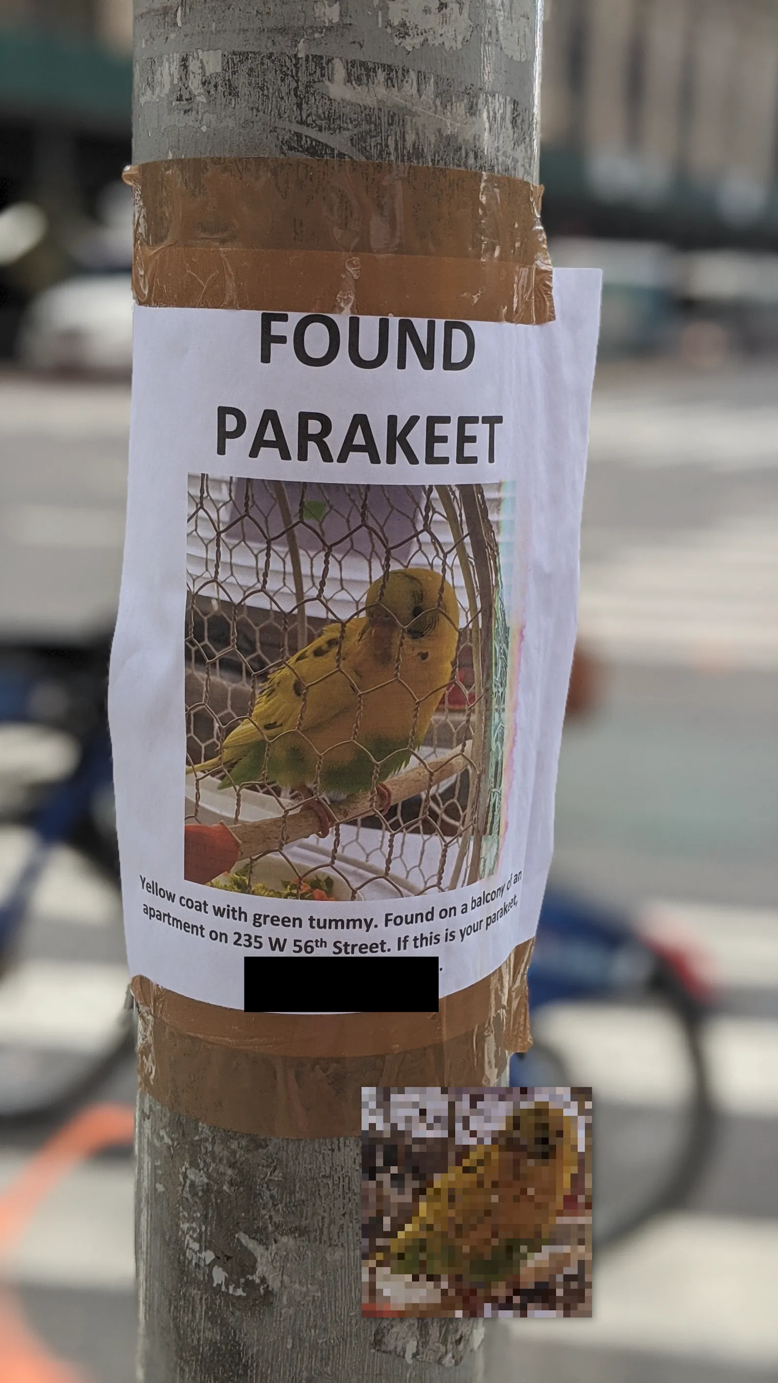 Found Parakeet