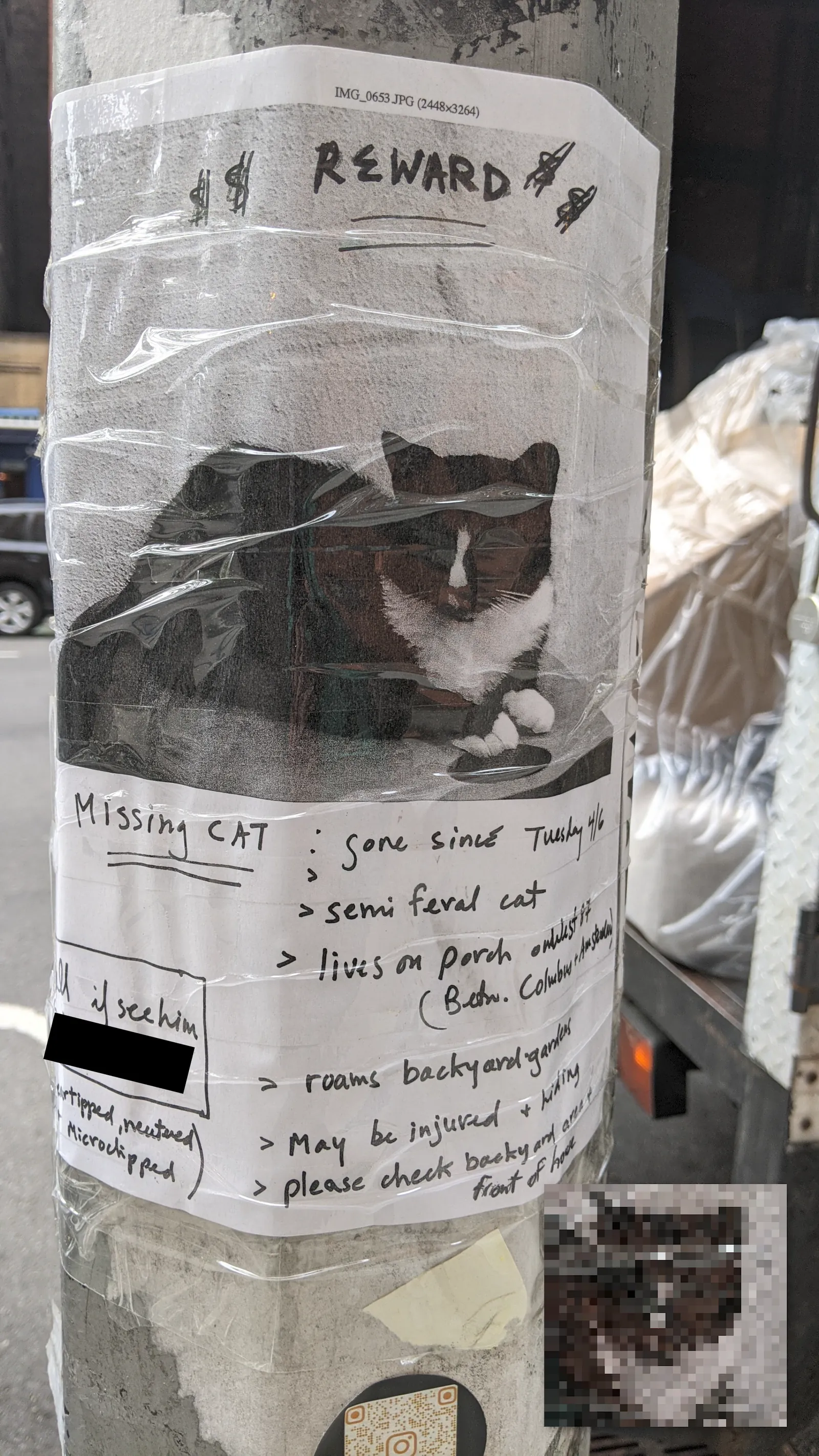 Lost Bi-Color Cat