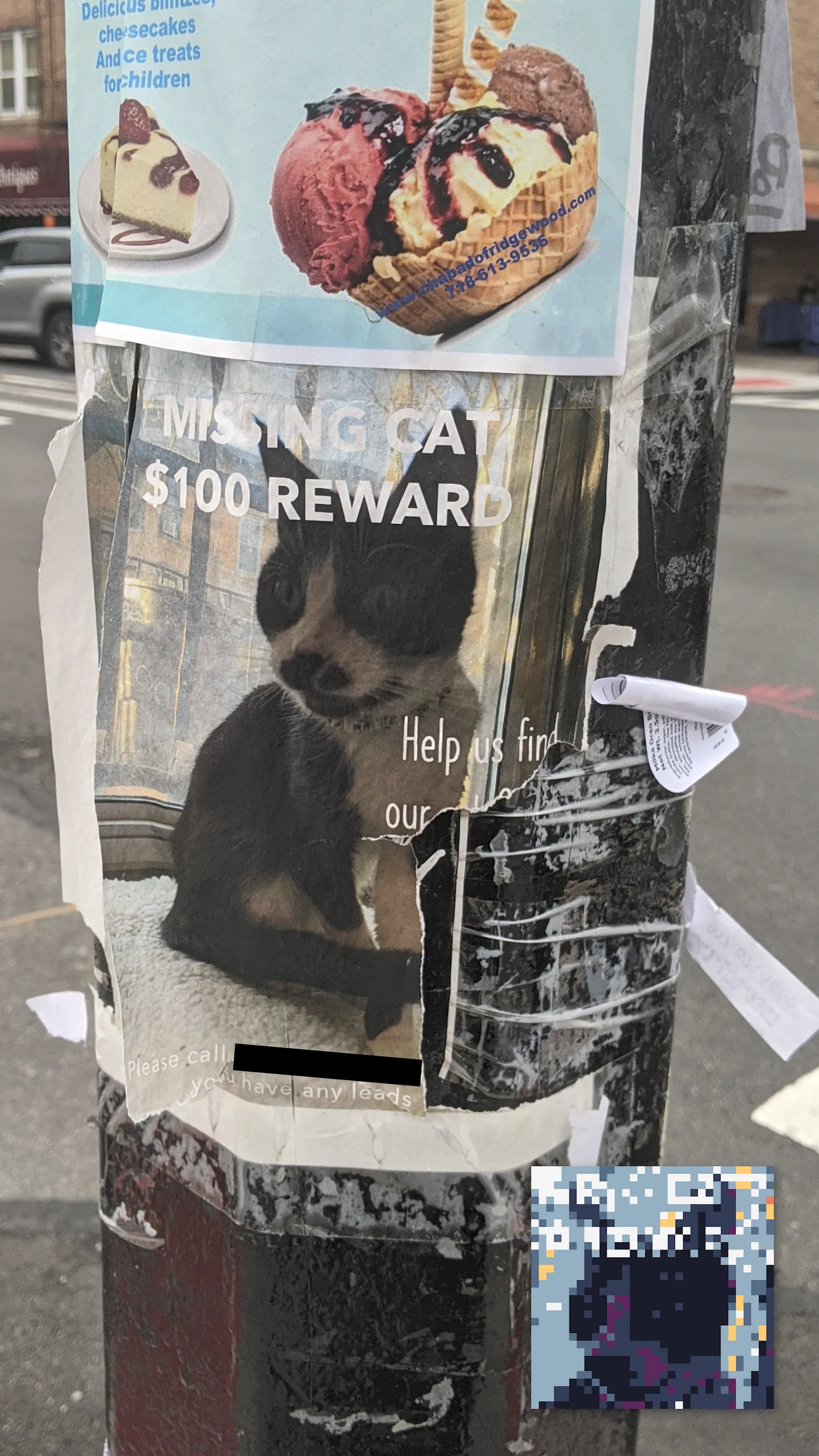 Lost Bi-Color Cat