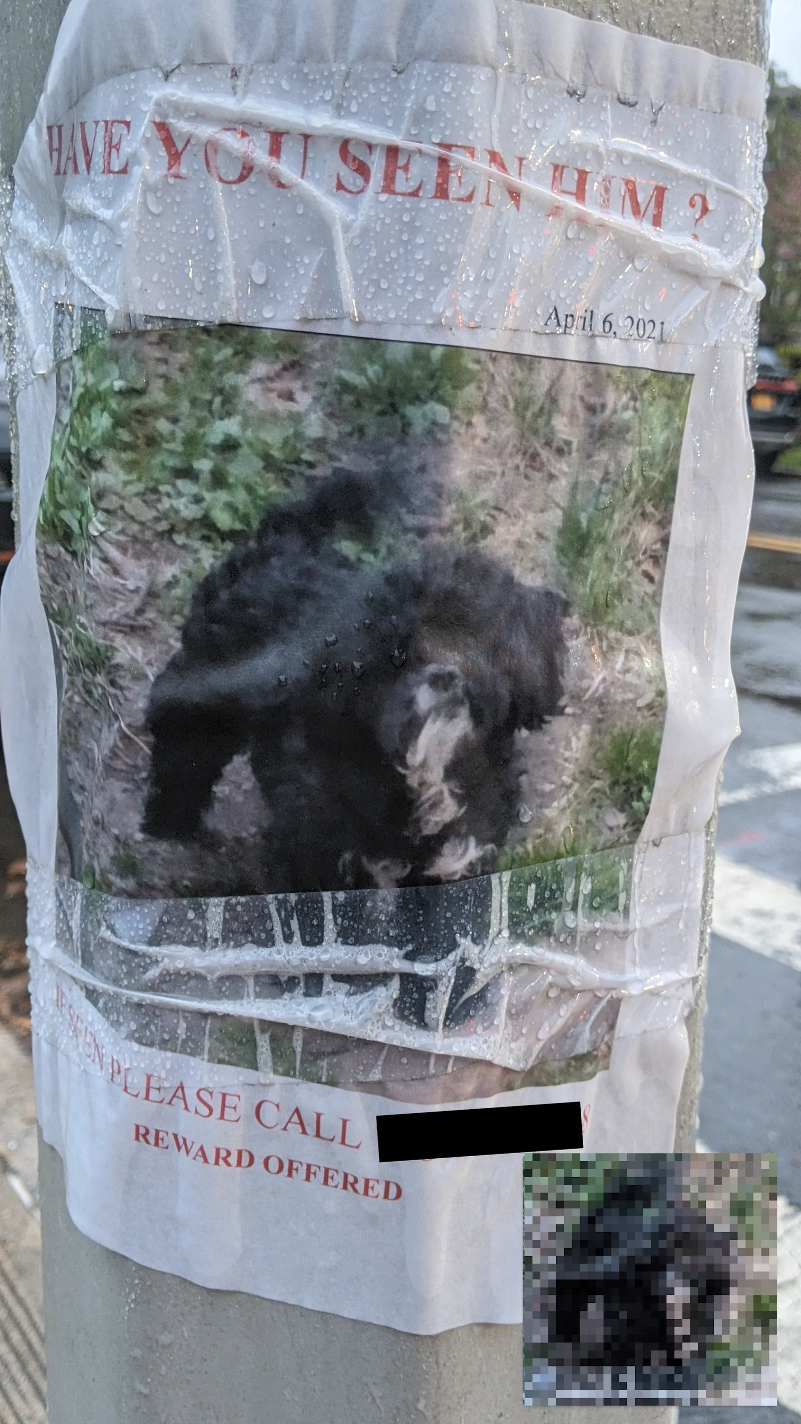 Lost Cavapoo