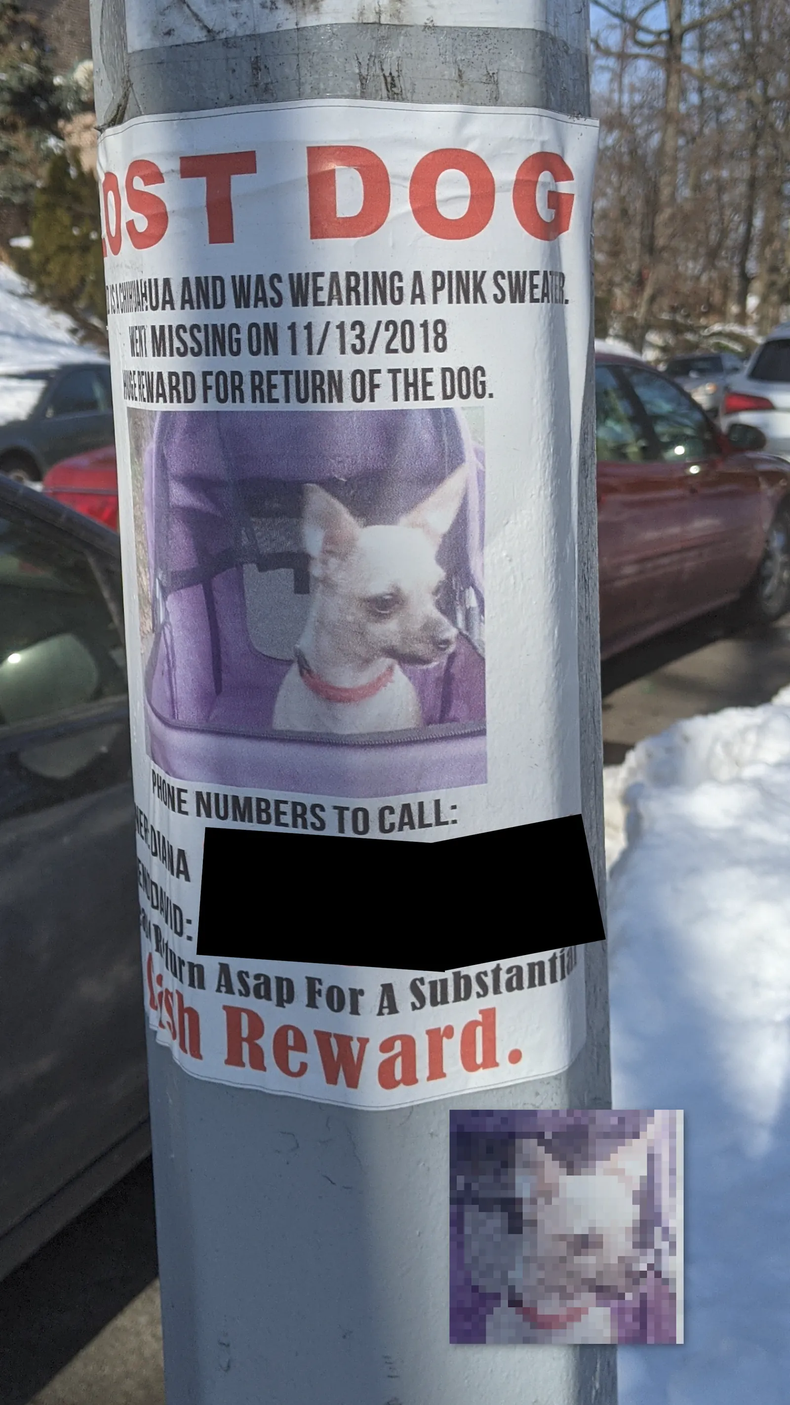 Lost Chihuahua