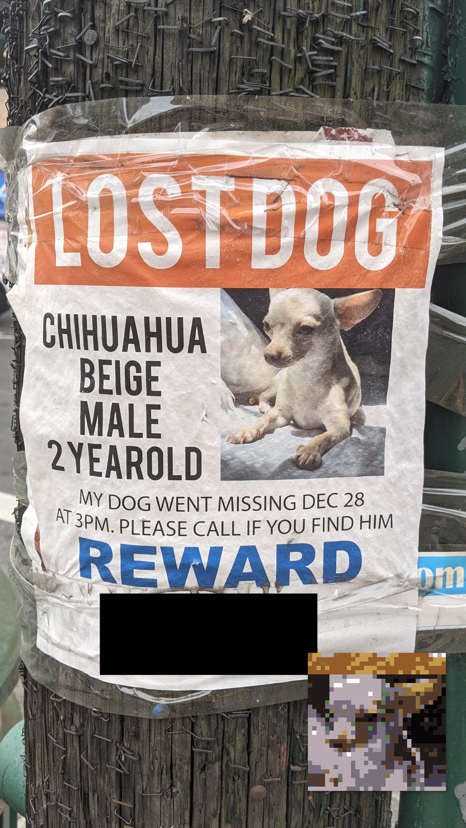 Lost Chihuahua