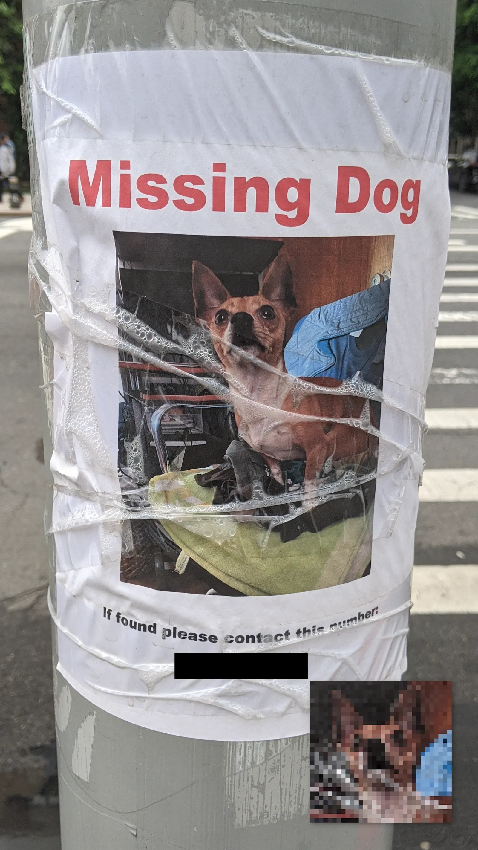 Lost Chihuahua