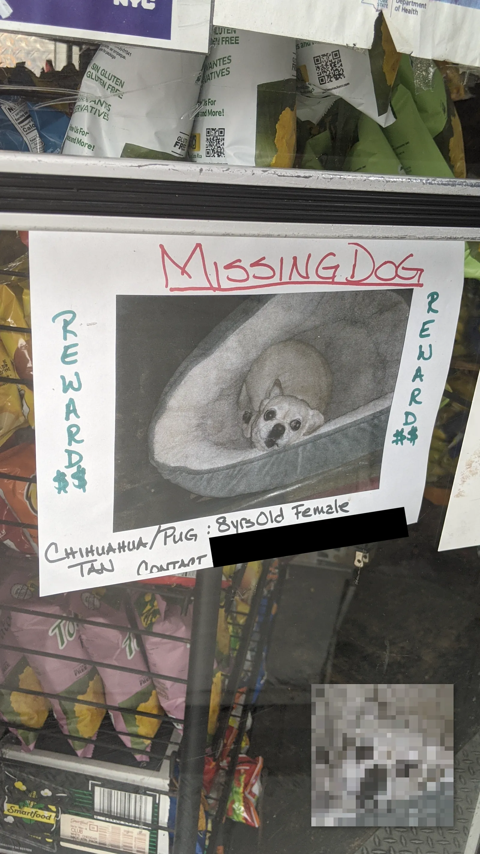 Lost Chihuahua