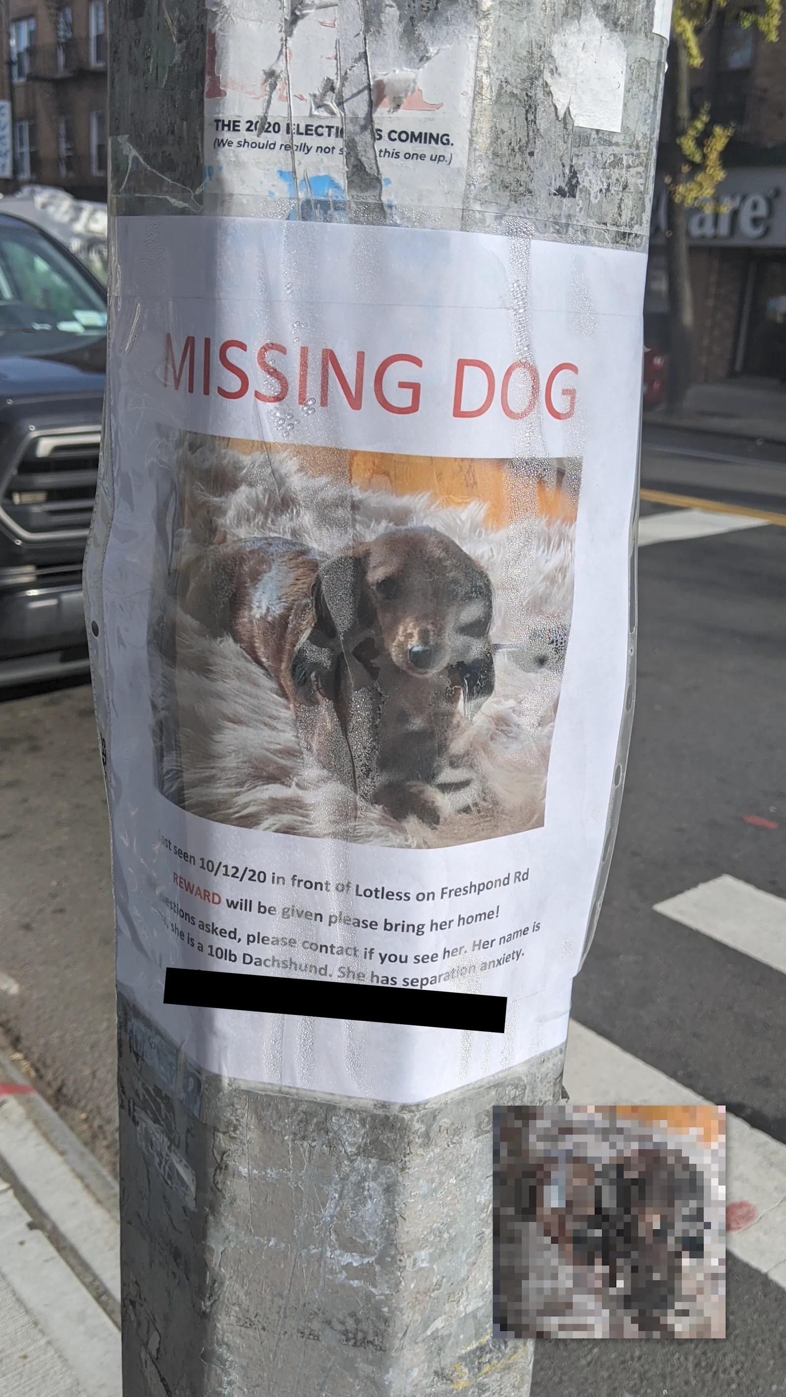 Lost Dachshund