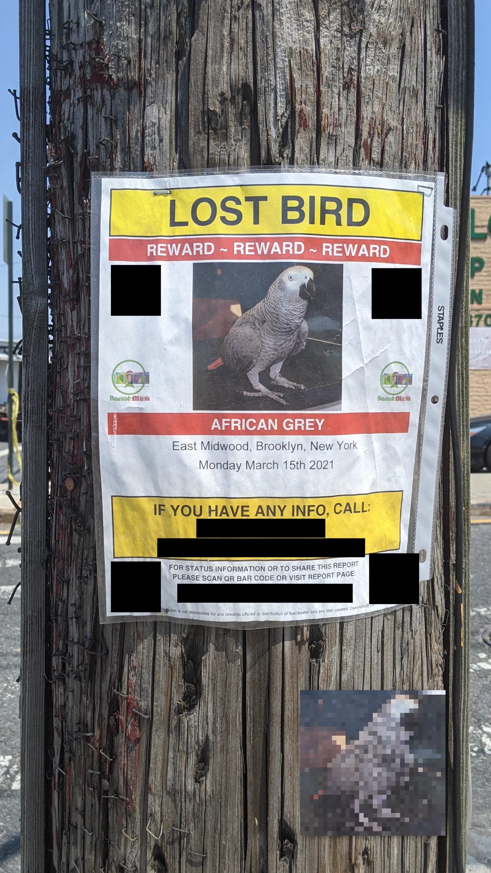 Lost Parrot