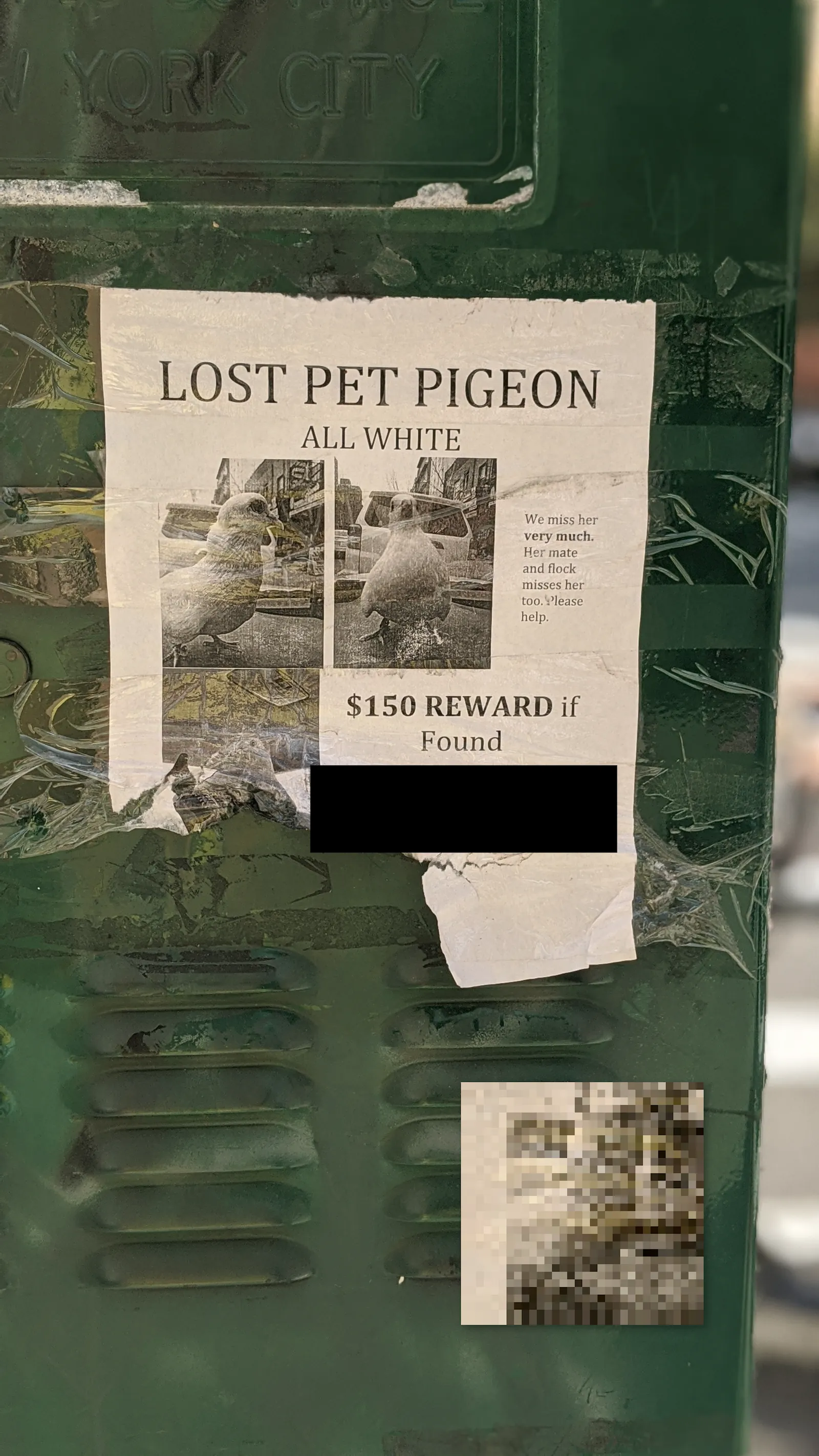 Lost Pigeon