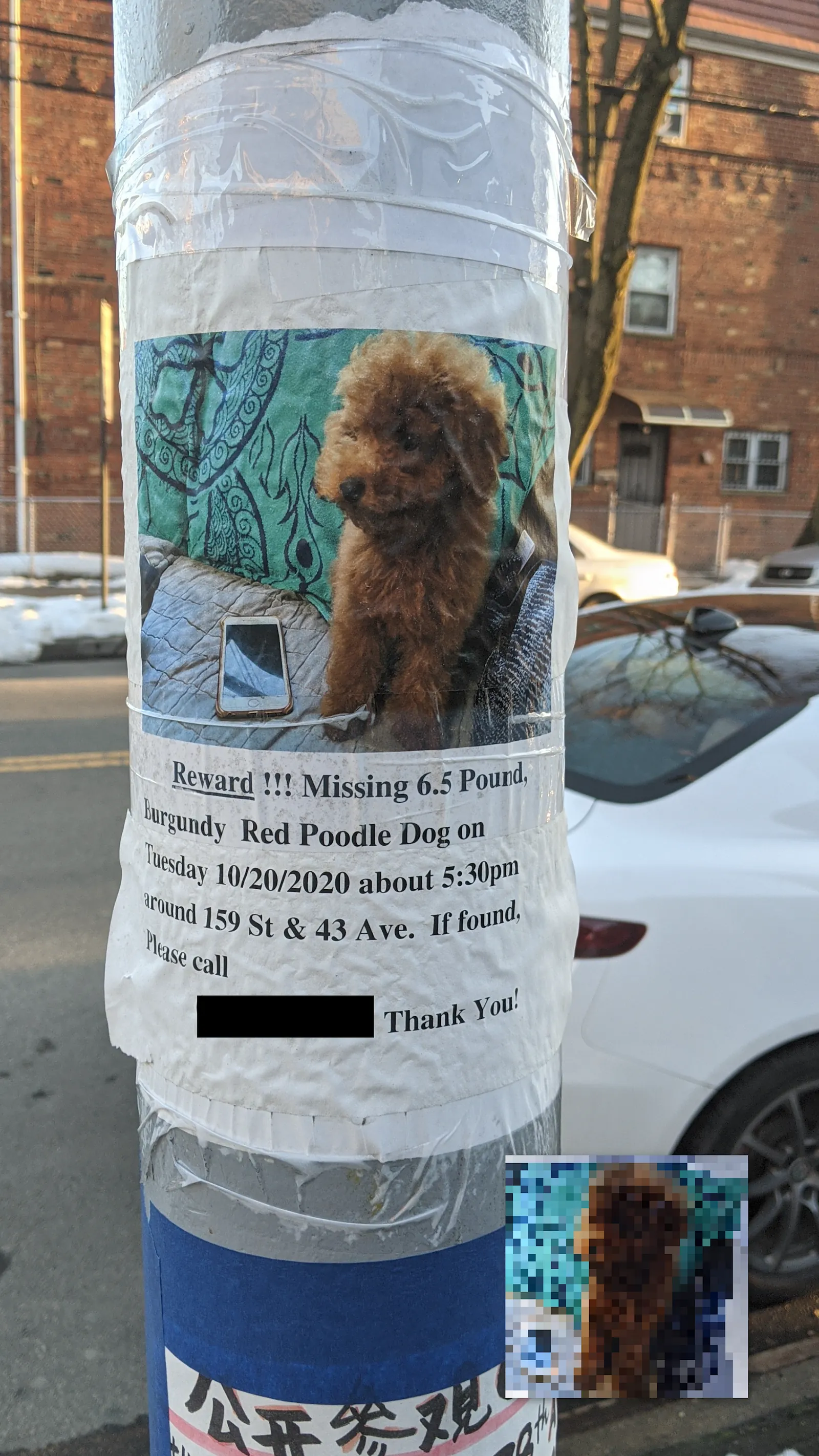 Lost Poodle
