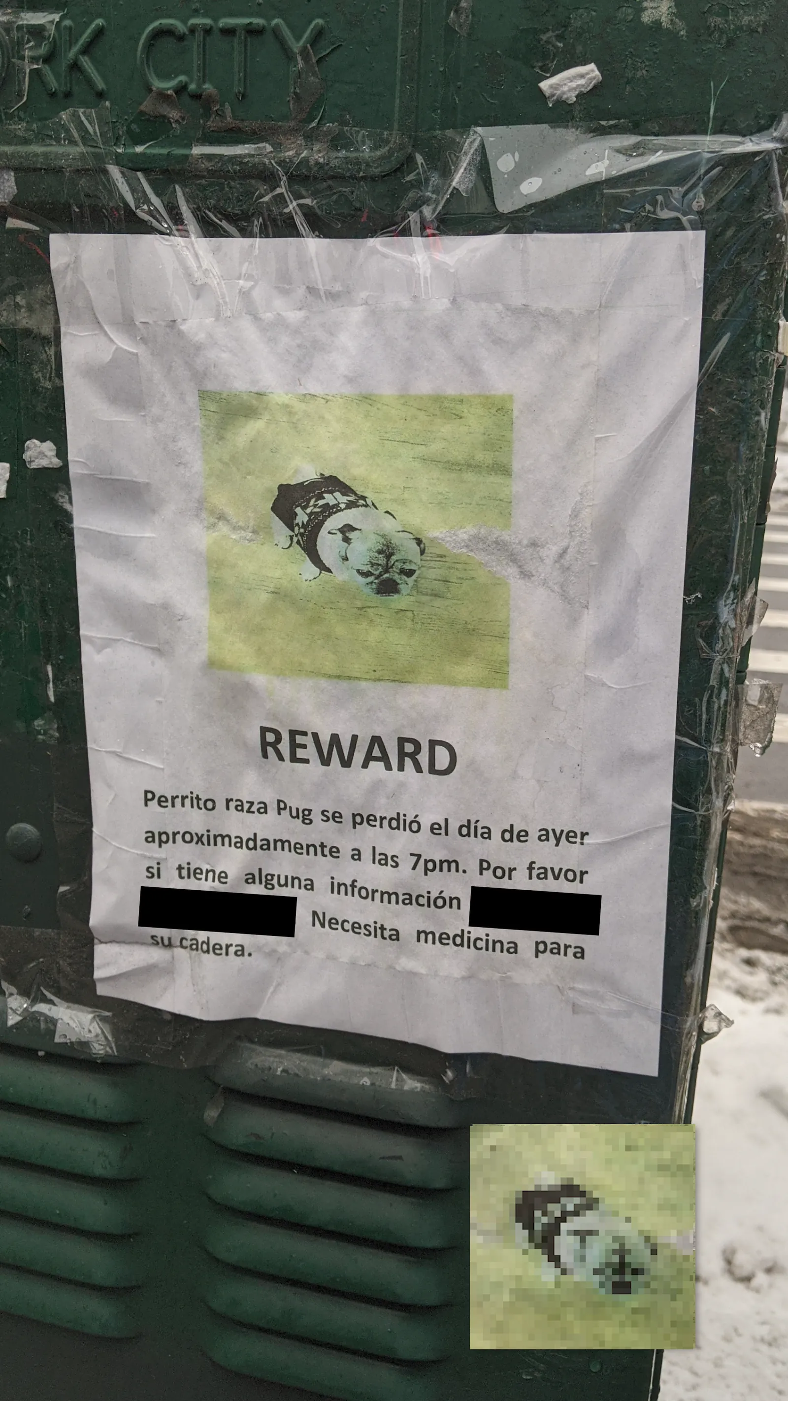 Lost Pug