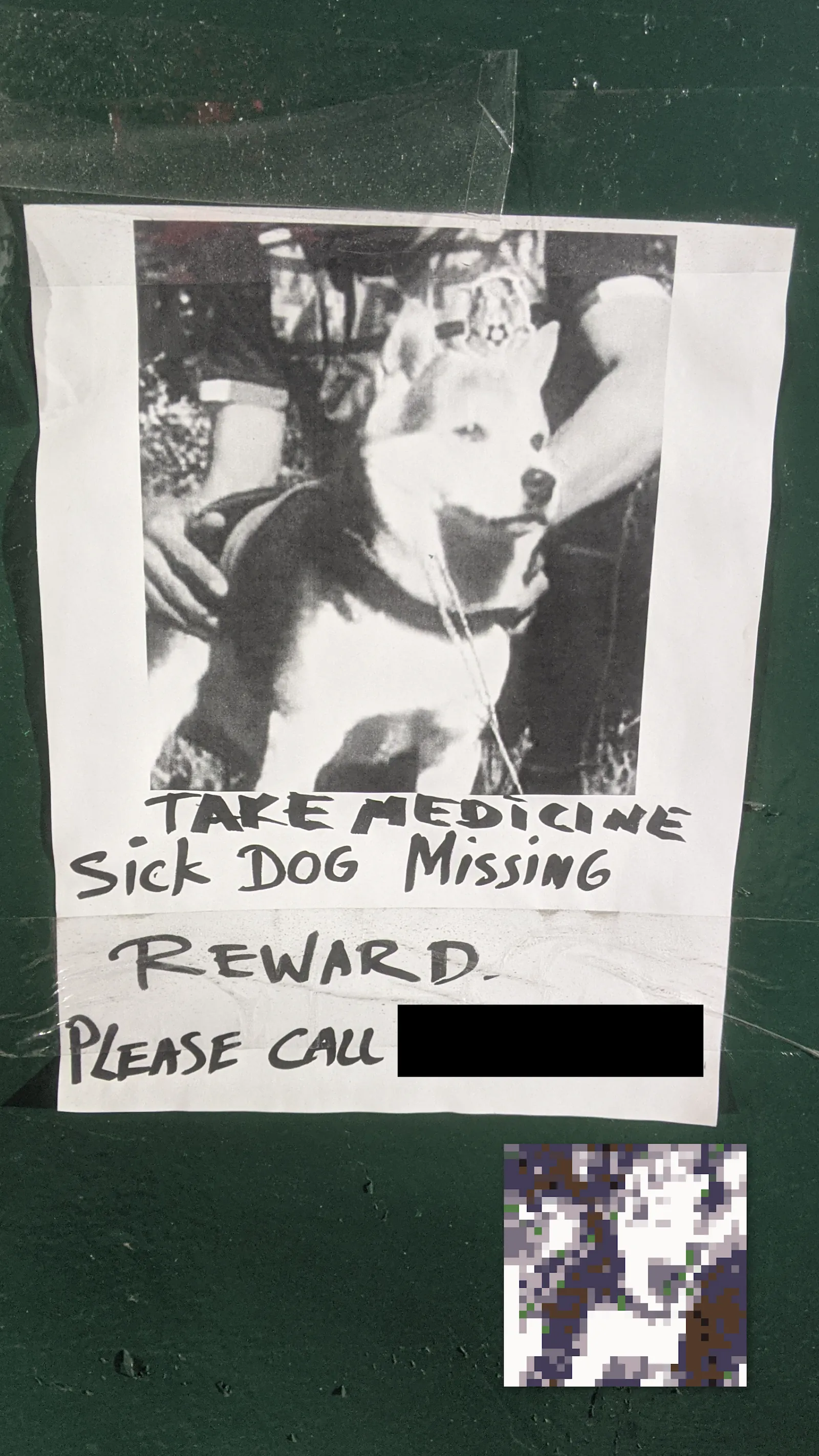 Lost Shiba Inu