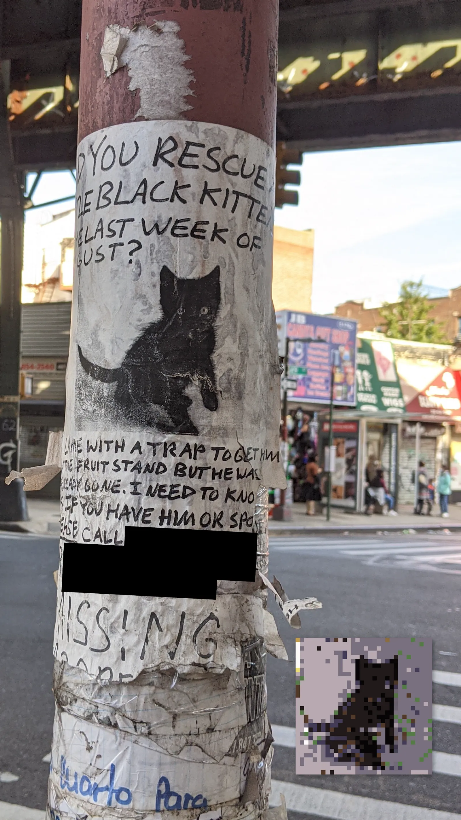 Lost Solid Color Cat