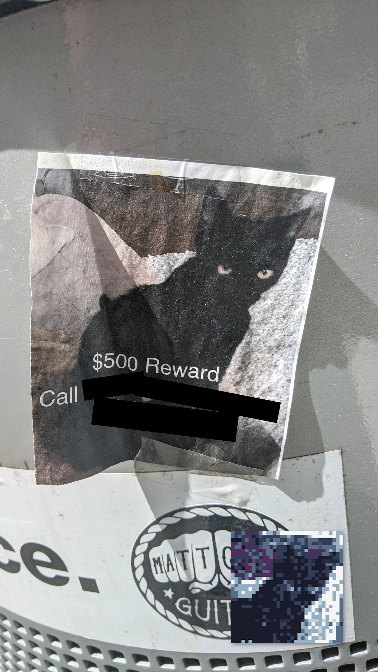 Lost Solid Color Cat