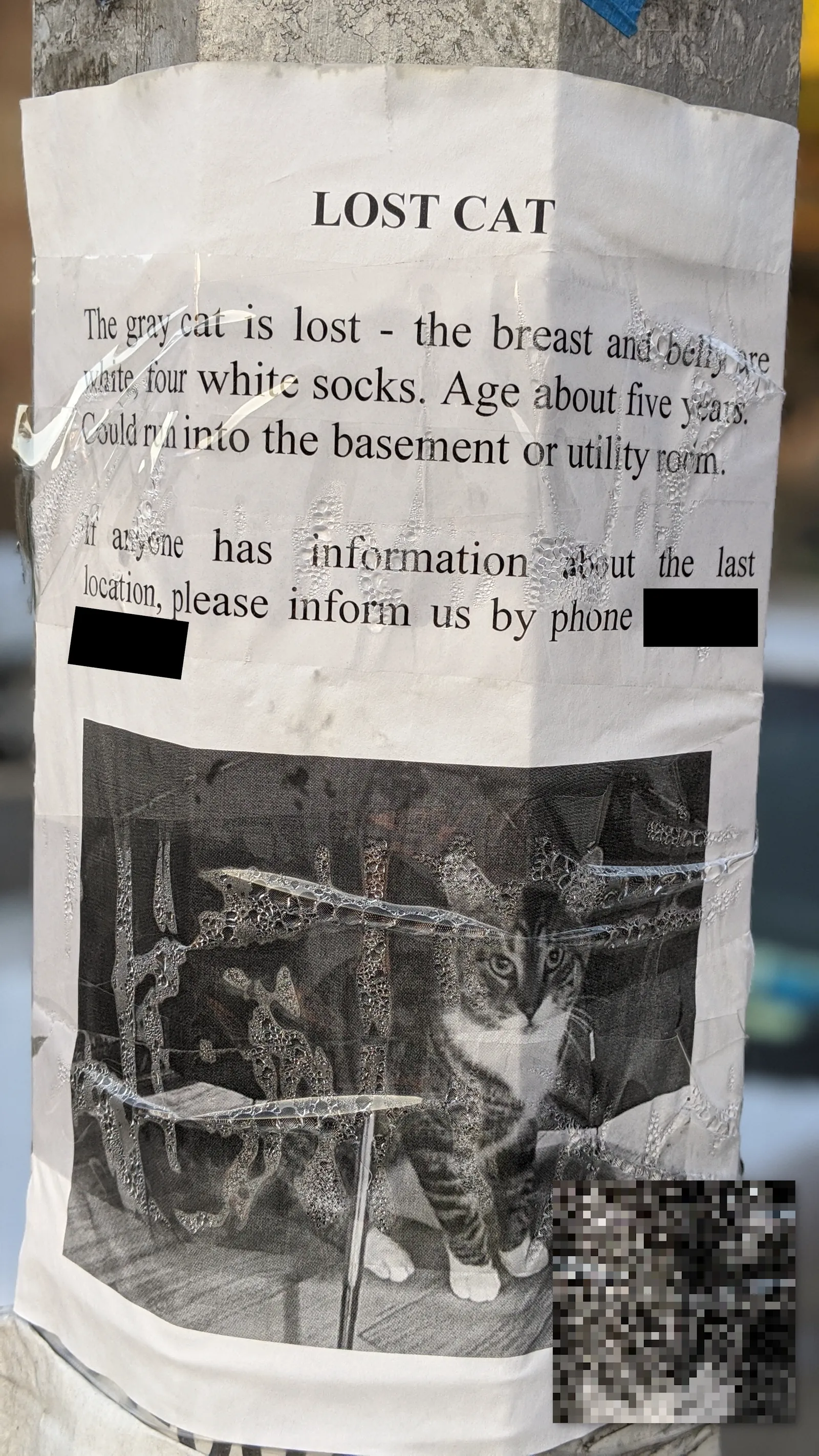 Lost Tabby