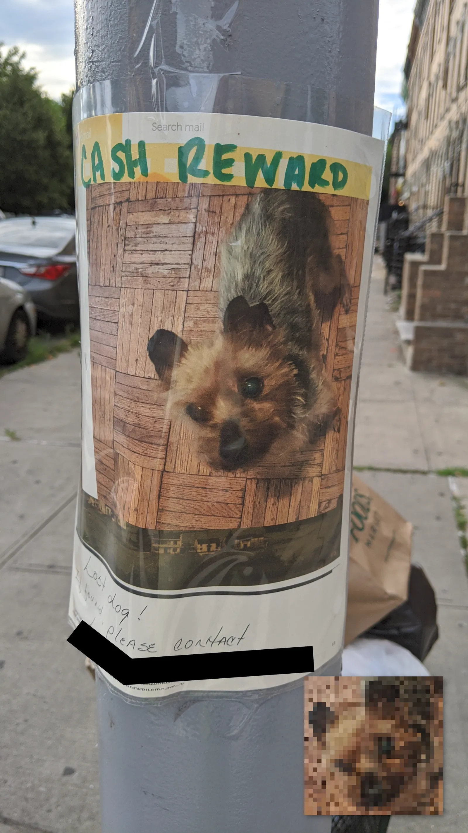 Lost Yorkie