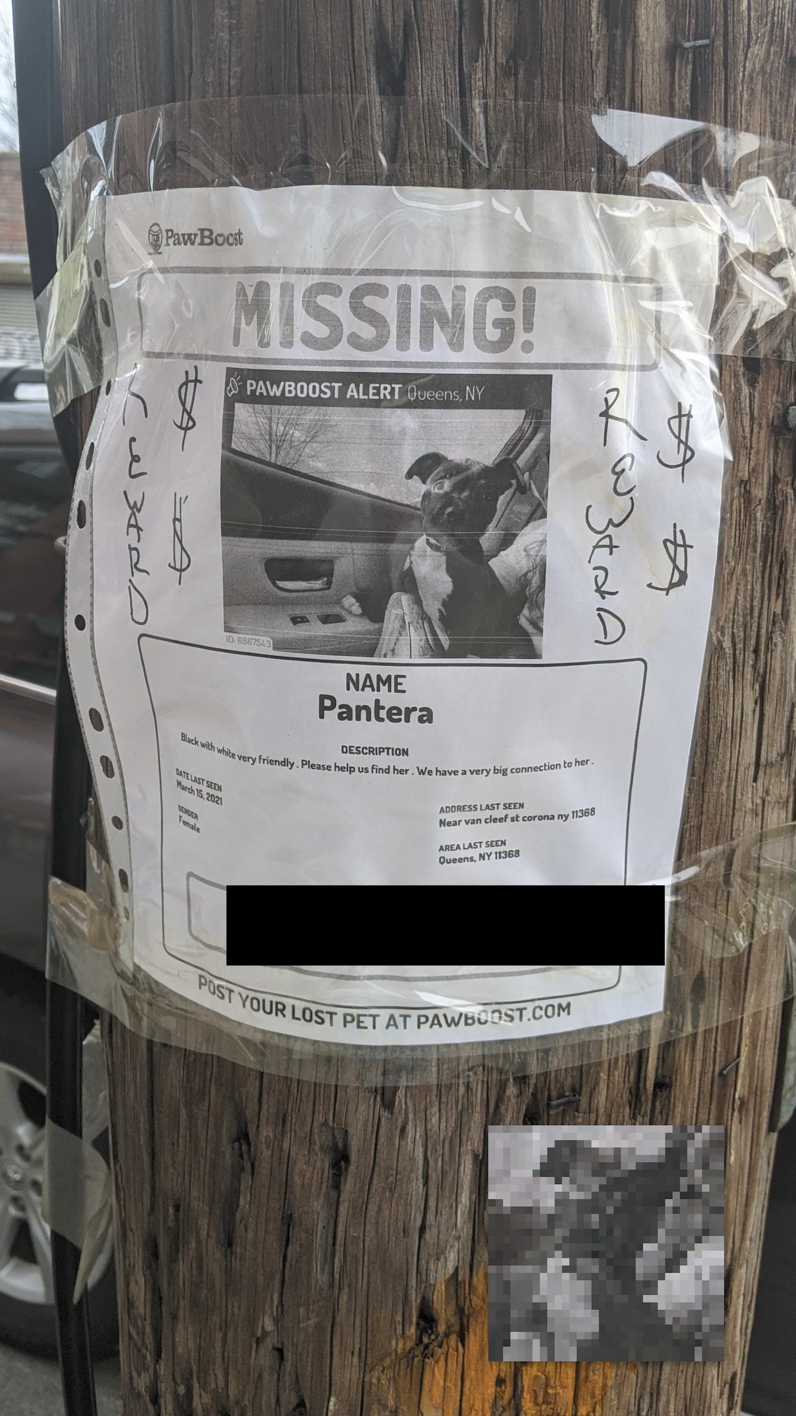 Pantera